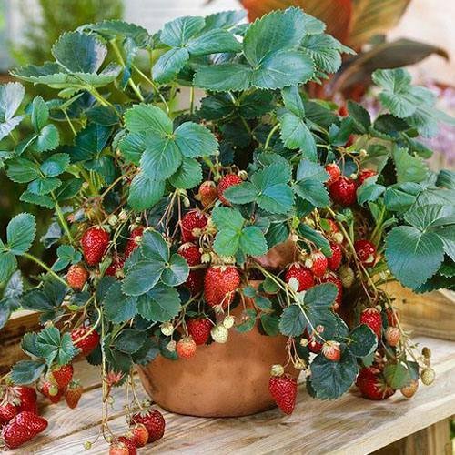 这种<em>草莓</em>，四季结果，营养价值高，适合<em>盆栽</em>，好吃又漂亮