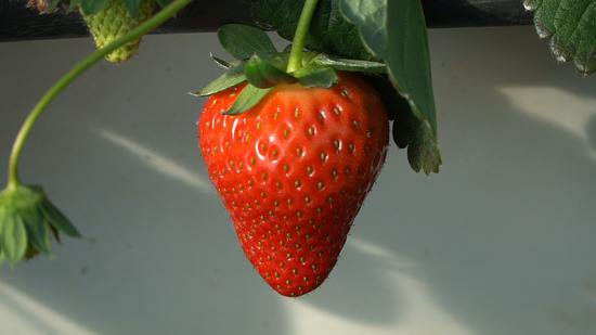 银川：采摘草莓正当时<em> 立体种植</em>受欢迎