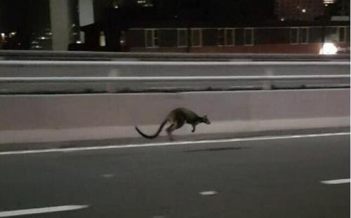 澳网红小袋鼠重返自然 曾蹦跶上海港大桥引轰动