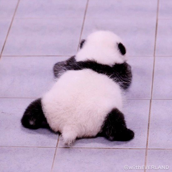 韩国网友<em>给</em>熊猫双胞胎起了3万个<em>名字</em> 有人提议叫“姜宝”和“宋...