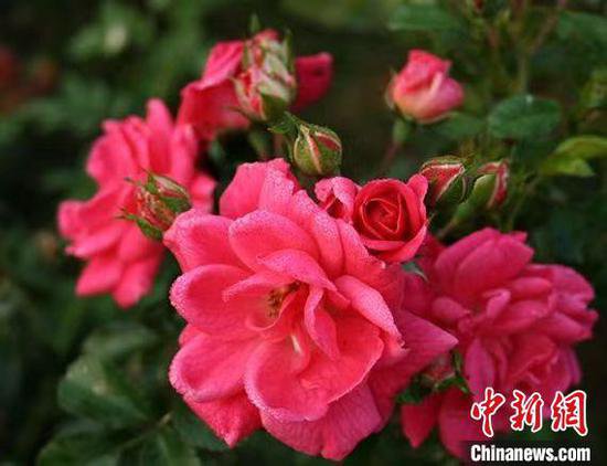 江浙沪企业和机构在沪集中展示全国首发花卉新品种
