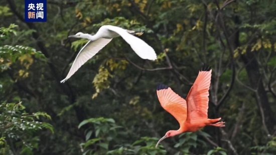 珍稀鸟类美洲红鹮现身广西南宁