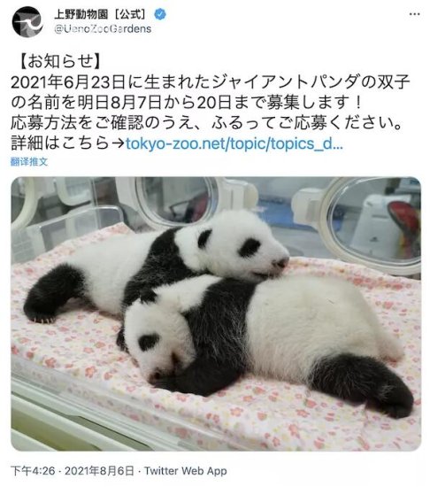 上野动物园双胞胎大熊猫<em>宝宝</em>开始征集<em>名字</em> 截止至8月20日