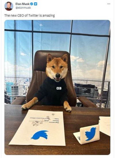 马斯克宣布2岁柴犬是推特新CEO，并称盈利后将出售推特