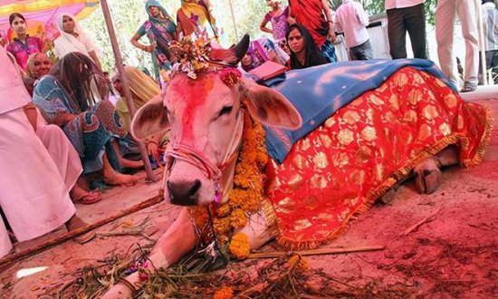17年印度男子抛弃发妻，花17万娶一头牛，称和它是真爱，现状...