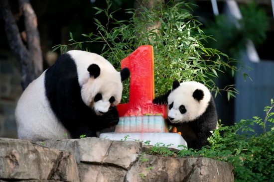 华盛顿大熊猫宝宝“小奇迹”一周岁啦！来看看它那些可爱的“...