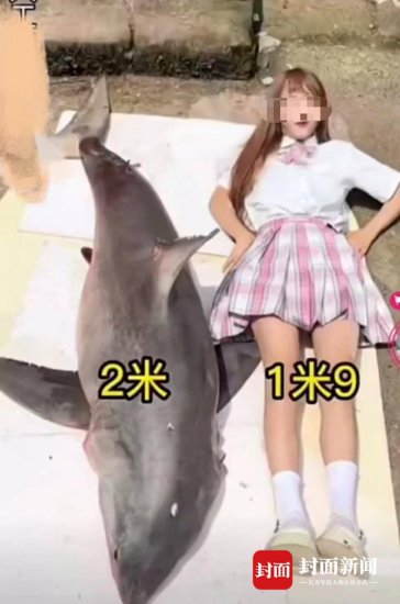 网红烹食大白鲨被罚12.5万元