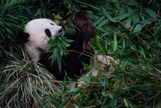 每周科技串讲｜大熊猫是<em>如何</em>从食肉动物转变为“素食者”的？