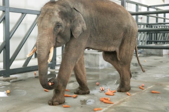 泉城欧乐堡动物王国：4头亚洲象入驻 最大6吨-新华网山东频道