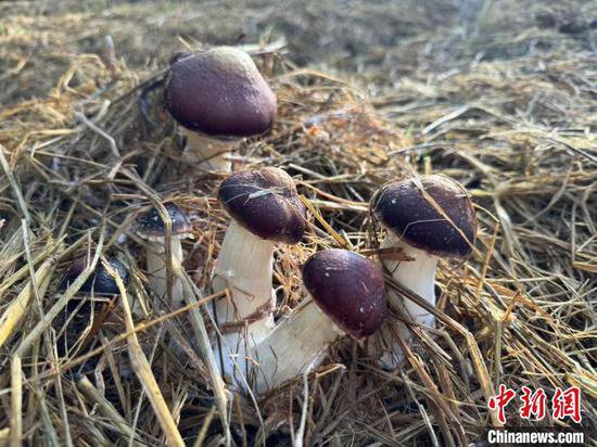 赤松茸在中国“盐湖城”试种成功