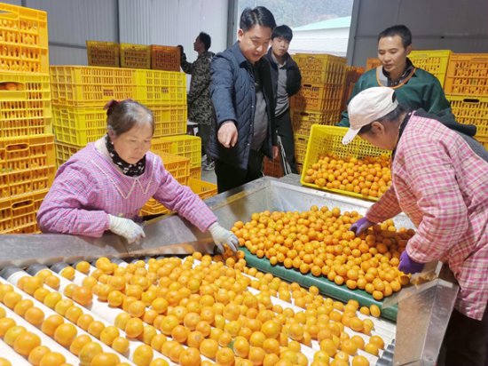 西林县沙糖桔拓展海外市场