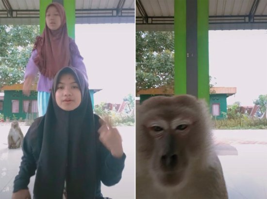 <em>姐妹</em>俩拍<em>视频</em>遇猴子被吓跑 意外拍下猴子偷手机全程