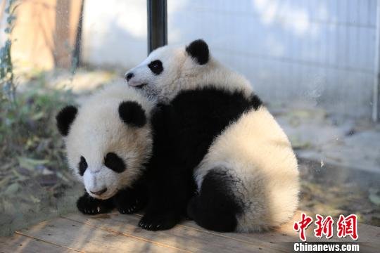 全球熊猫粉丝帮9只大熊猫幼仔“甩掉”<em>乳名</em>