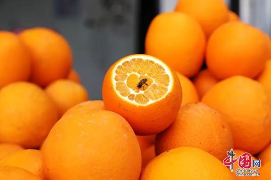 叙永：赤水河畔万亩柑橘上市 “橙”就致富路