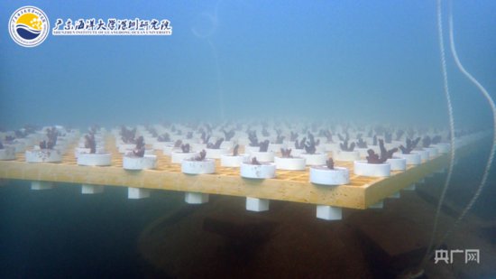 深圳渔博会邀约 在海底认养一株属于你自己的珊瑚