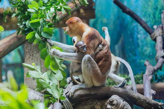 长隆“超级猿猴节”在广州开启