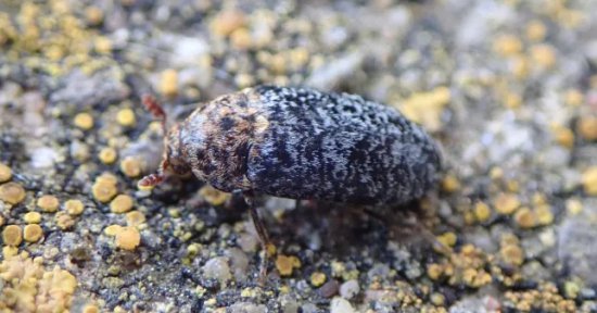 英国一岛屿上发现罕见“食皮”甲虫