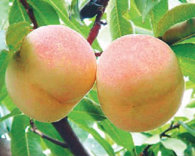 为什么桃子被称为夏季仙果？（杏林寻宝——中华传统医药漫谈）