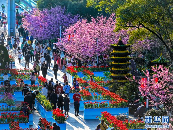 重庆南山：赏花正当时