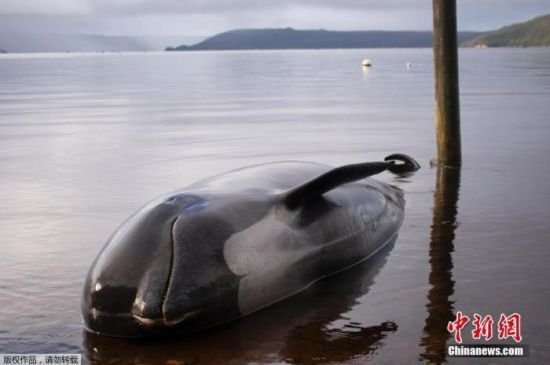 心痛：新西兰再现<em>鲸鱼</em>搁浅事件 近20头已死亡