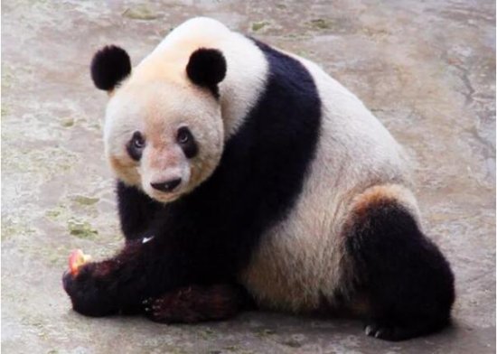 全球最年长<em>圈养</em>大熊猫“新星”去世