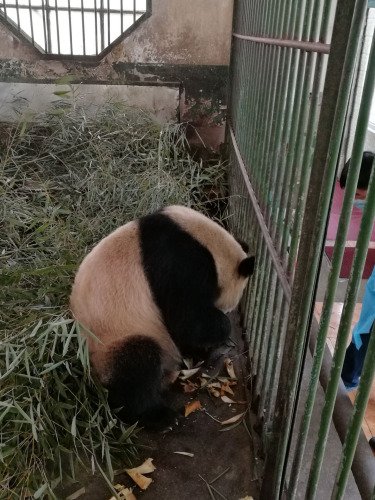 兰州动物园大熊猫口吐白沫 官方回应：属正常现象