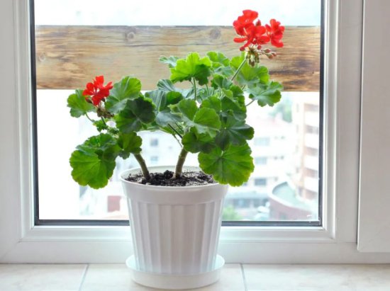 <em>十五种</em>适合养窗台或半阴阳台的开花植物，总有一种适合你养