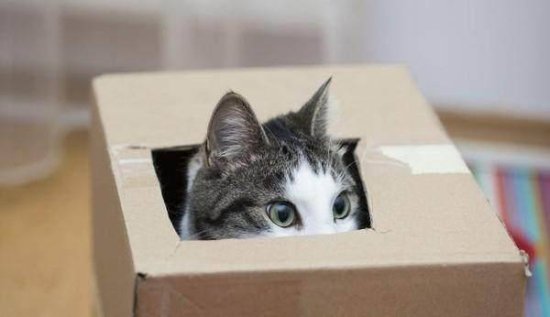 养猫如何搬家和寄养<em>才能让猫</em>不应激反应？