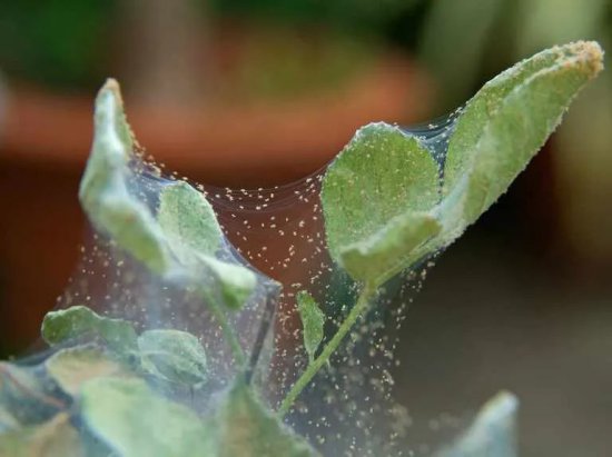 室内的植物特容易感染红蜘蛛，叶片都开始结网了，用啥<em>办法解决</em>...