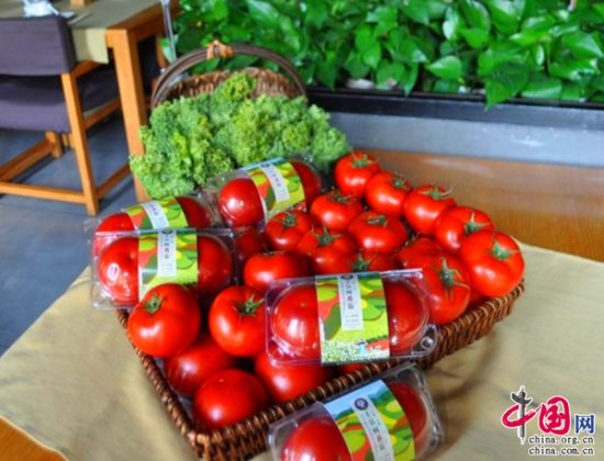 云南嵩明<em>无土栽培</em>番茄连续四年获得全球良好农业规范认证