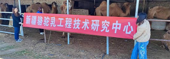 新疆骆驼乳工程技术研究中心：引领新疆骆驼奶行业迈向新纪元