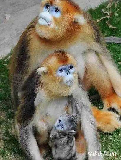 雅戈尔动物园的金丝猴“添丁”了，给小宝宝取<em>个啥名好</em>呢？