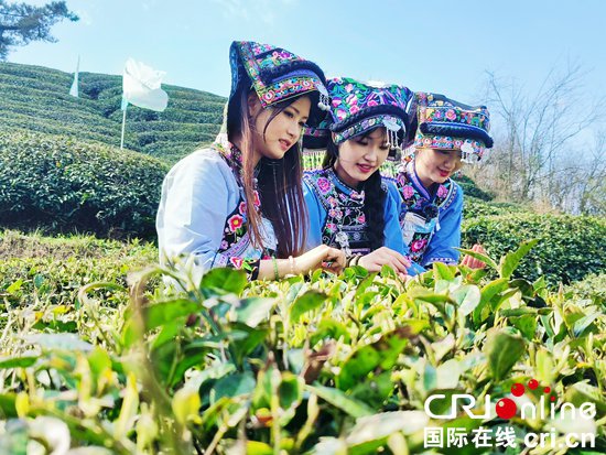 “上春山 采春茶” 2024年<em>都匀</em>毛尖茶正式开采