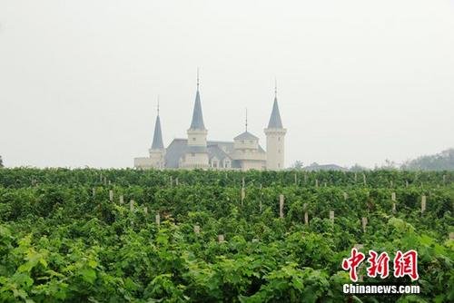 《猎场》出现<em>北京</em>张裕爱斐堡酒庄的葡萄园