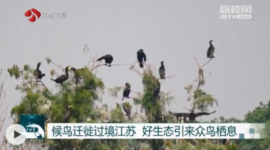 候鸟迁徙过境江苏 好生态引来众鸟栖息