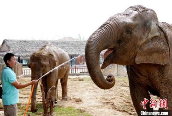两只亚洲象从粤南东莞迁家至苏北徐州 已适应新家生活