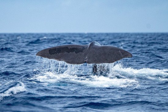 多米尼克为<em>抹香鲸</em>建保护区，设专职官员与观察员监督管理