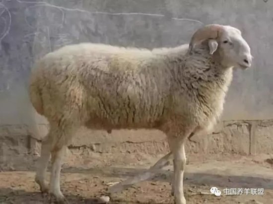 养哪一个<em>品种的</em>羊<em>最好</em>养呢 , 养<em>什么</em>羊最容易最赚钱？