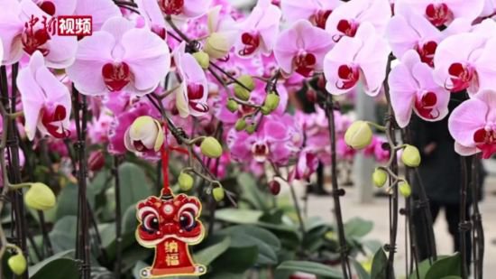 河北兴隆：迎春年宵花走进北京市场