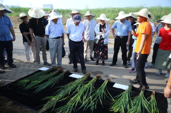 国家十四五重点研发计划专项“水稻、小麦养分高效利用性状形成...