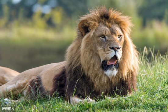 真人版“狮子王”：他带女儿住在非洲草原上，推门就看见长颈鹿