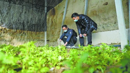 南京特色蔬菜菊花脑在湟源县试种成功
