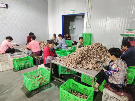 陕西铜川市耀州区：发展“红白绿”产业 描绘乡村振兴新画卷
