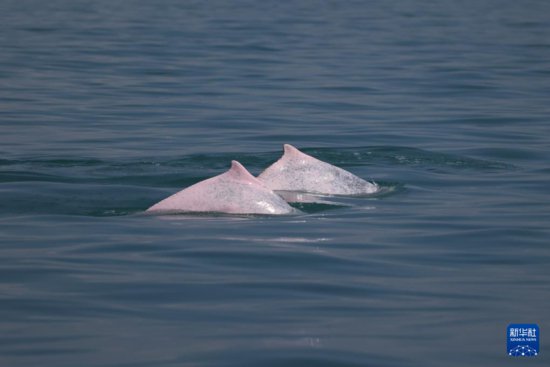 科研人员在海南岛西南海域目击到中华白<em>海豚</em>