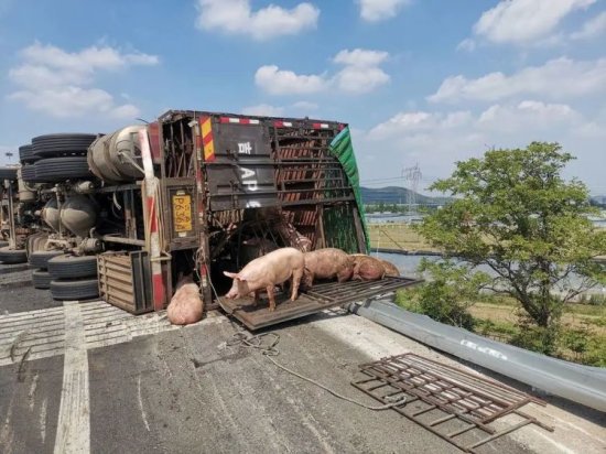 徐州高速路上，竟<em>有一群猪</em>在“散步”……