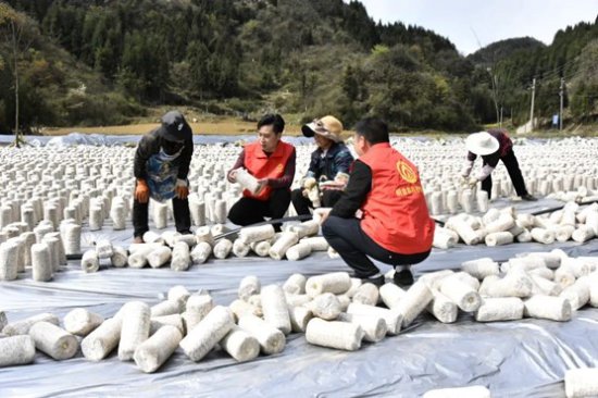 贵州织金：食用菌产业撑起群众“致富伞”