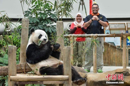 中国大熊猫保护研究中心<em>在海外熊猫宝宝</em>拜年