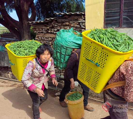云南通海：千亩菜豌豆种植助农增收