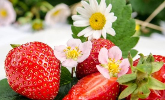 喜欢吃草莓的一定要看看草莓的营养价值哦，尤其的孕妈妈们！