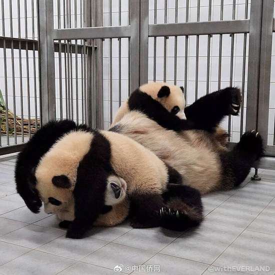 在韩出生的大熊猫双胞胎<em>睿</em>宝辉宝要与公众见面了